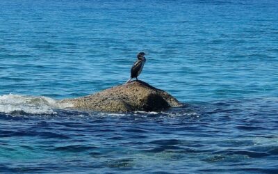 IL CORMORANO